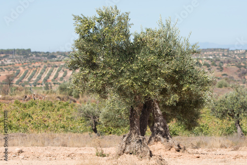 Olivo en el olivar