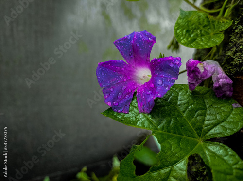 flower in the garden