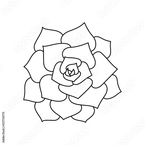 Succulent echeveria in doodle style, vector illustration. Desert flower hand drawn for print and design. Isolated element on a white background. Home plant outline, side view