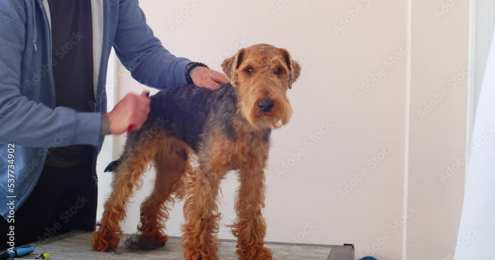 Grooming process of welsh terrier dog. Male groomer removing dead hairs