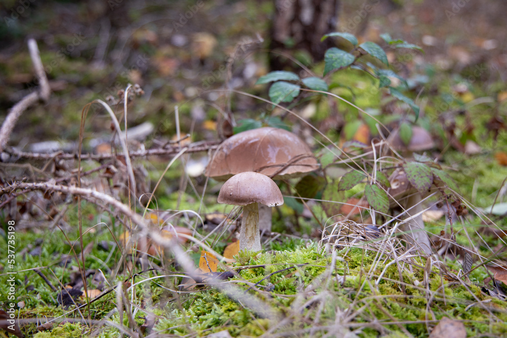 birch mushroom in the forest
