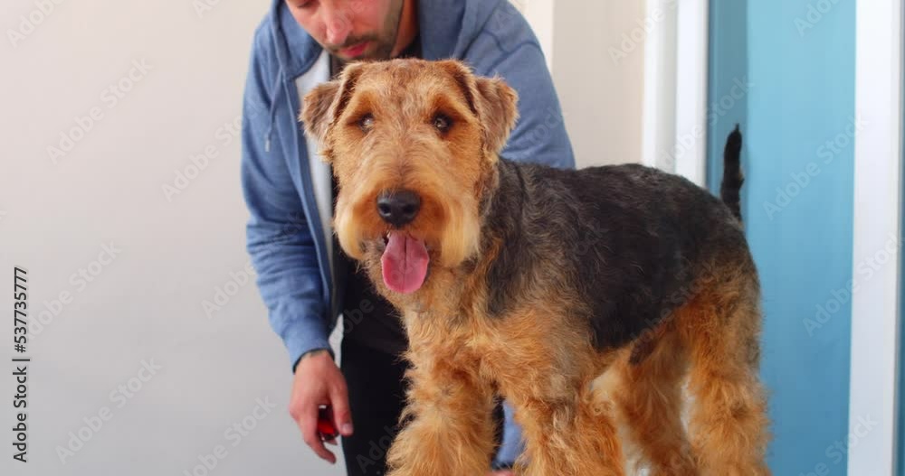 Grooming process of welsh terrier dog. Male groomer removing dead hairs from the coat of the dog by hand instead of clipping to keep the coat tidy and healthy Grooming process of welsh terrier dog. Male groomer removing dead hairs from the coat of the dog by hand instead of clipping to keep the coat tidy and healthy