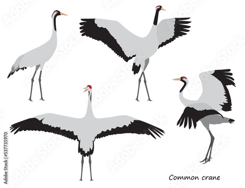 Common crane isolated on white background. Vector illustration set