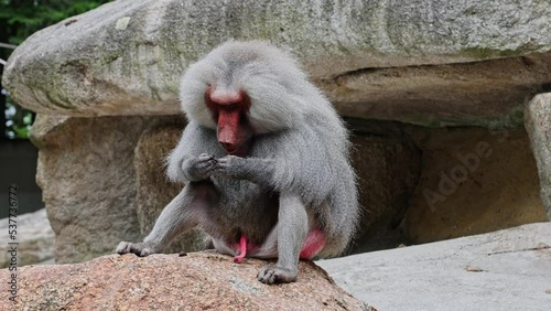 The hamadryas baboon sitting on a rock and looking around.  Papio hamadryas is a species of baboon