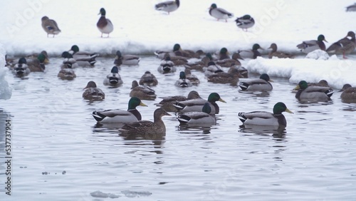 A flock of wild ducks swims in an icy hole in a frozen river.