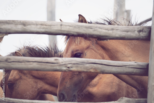 Photos Brown foals in a wooden farm pen