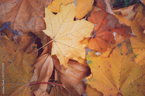 Dry fallen maple leaves in the park. Autumn background