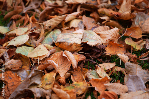 Fallen dry yellow leaves in the park on the grass . Concept autumn, September. Autumn foliage cleaning. Background for the article