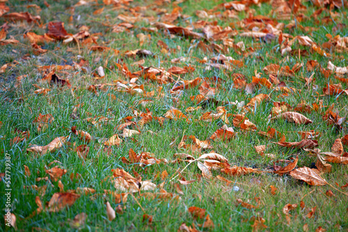 Fallen yellow leaves on the green lawn of the park. The concept of autumn, September, October, leaf cleaning. Background of the article