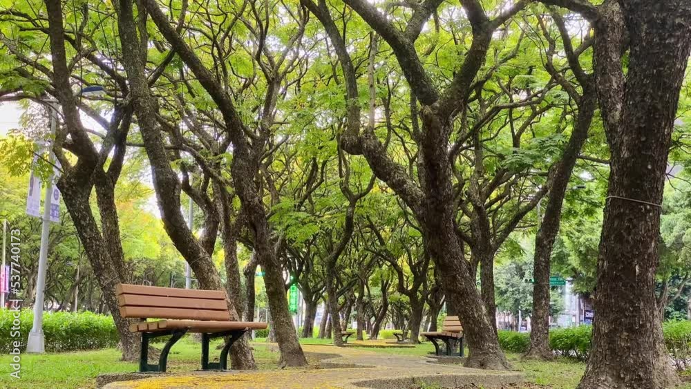 In autumn park, the ground is covered with fallen golden flowers of Taiwanese rain trees. The filming location is on Dunhua South Road, Taipei City. In autumn park, the ground is covered with fallen golden flowers of Taiwanese rain trees. The filming location is on Dunhua South Road, Taipei City.