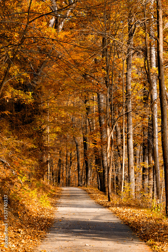 Fototapeta Naklejka Na Ścianę i Meble -  Road in the autumn forest.