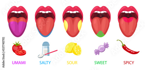 Five basic lingual areas such as umami, salty, sour, sweet, spicy cartoon vector illustration set. Human mouths and tongue taste receptors isolated on white background. Physiology and anatomy concept photo