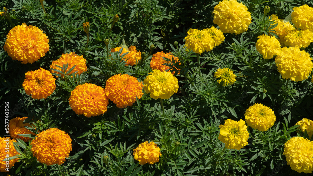 Yellow and orange flowers - marigolds, floral background
