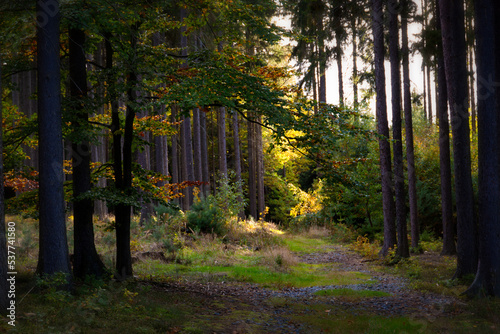 Fototapeta Naklejka Na Ścianę i Meble -  Path in autumn forest. Fall in Europe.