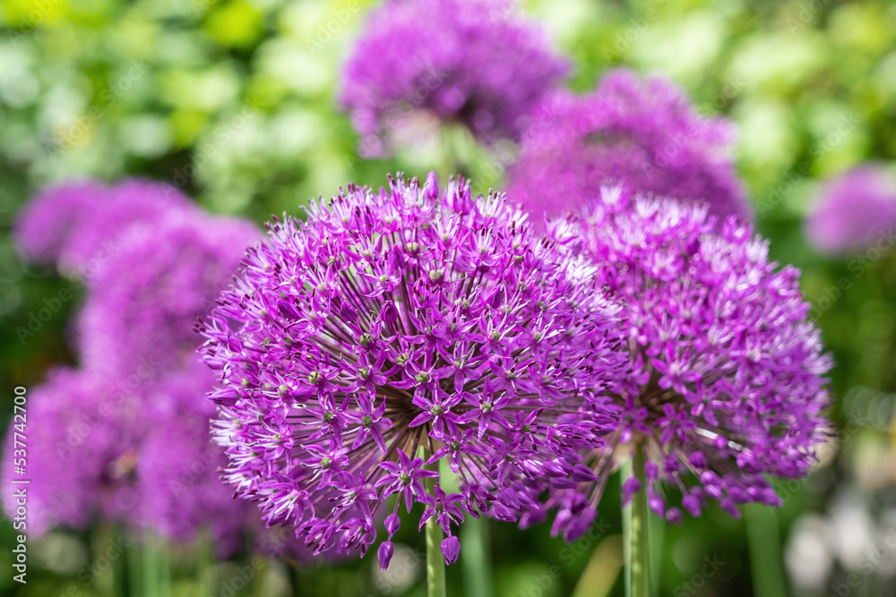 purple flowers in the garden purple flowers in the garden