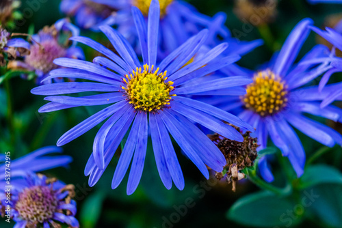 Autumn flower