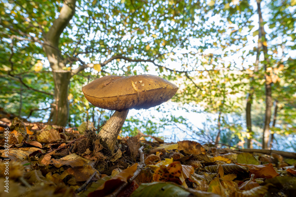 Fototapeta premium single mushroom
