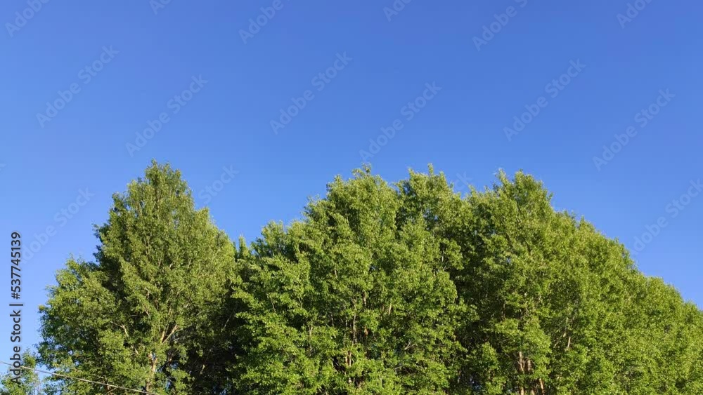Green tree tops and blue sky on a sunny summer day. Green tree tops and blue sky on a sunny summer day.