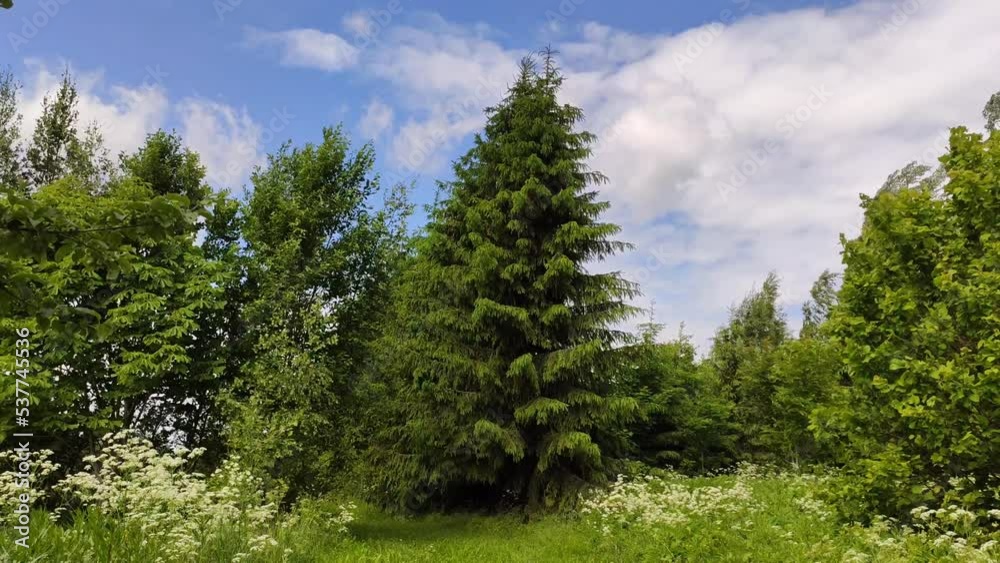Fir-trees. Wild nature in the countryside. Spruce trees on a sunny summer day. Fir-trees. Wild nature in the countryside. Spruce trees on a sunny summer day.