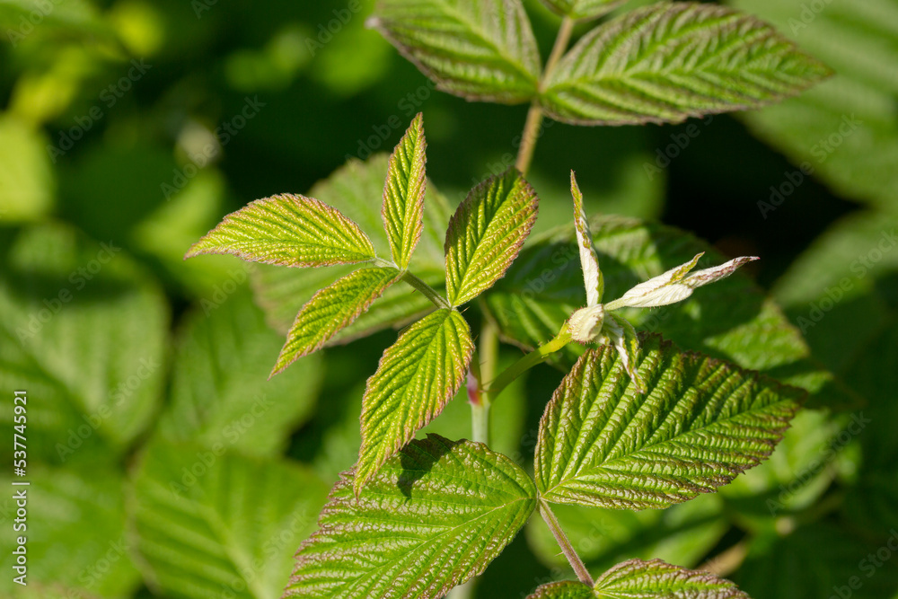 Beautiful green leaves on raspberries in nature . Beautiful green leaves on raspberries in nature .