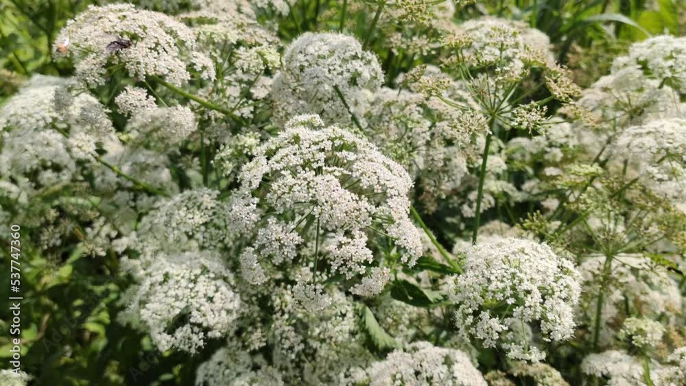 Stockvideo Cow parsley white plants in flowering season. Anthriscus