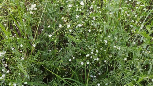 Wildflowers on the summer field. Plants and flowers in flowering season. Wild nature details in the countryside. Latvia, Europe.  photo