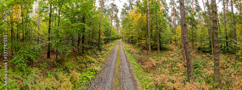 las jesienią i droga leśna, panorama