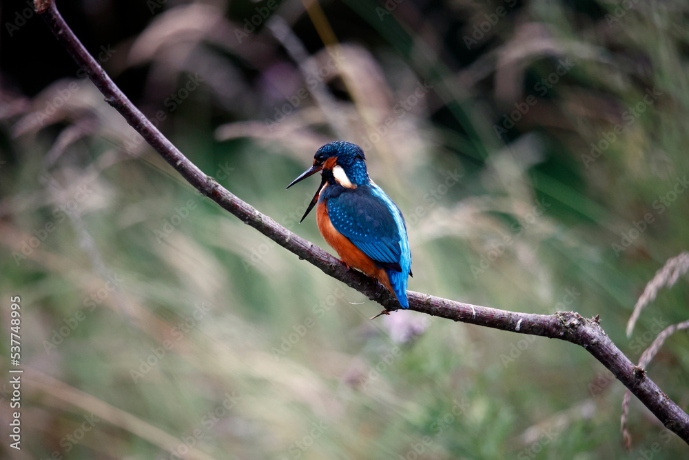 Obraz premium Juvenile kingfisher fishing around the lake