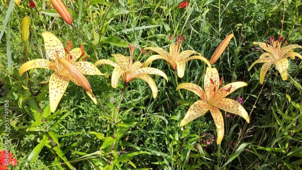 Beautiful lily flowers in a summer garden. Beautiful lily flowers in a summer garden.