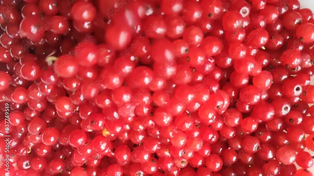 Ripe red currant berries. Summer harvest in countryside. Ripe red currant berries. Summer harvest in countryside.