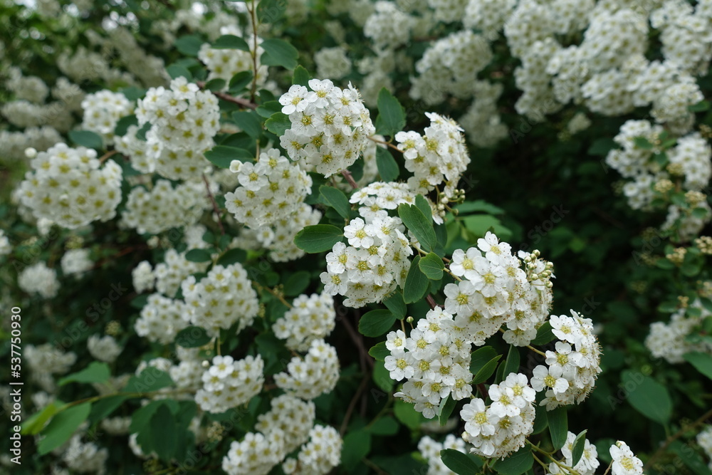 Half open white flowers and buds of Spiraea vanhouttei in May Half open white flowers and buds of Spiraea vanhouttei in May