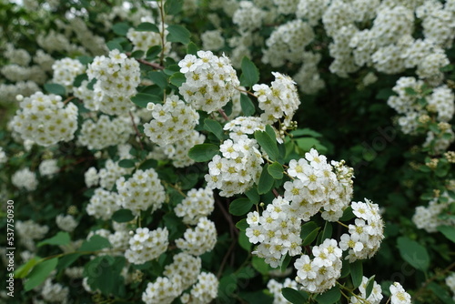 Half open white flowers and buds of Spiraea vanhouttei in May