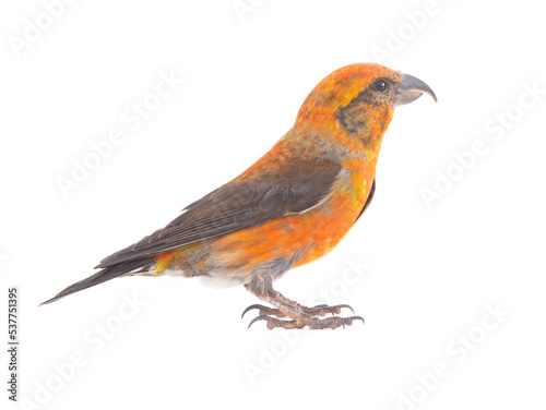 male red crossbill (loxia curvirostra) isolated on white background © fotomaster