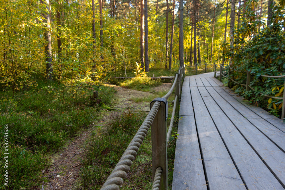 Fototapeta premium wooden bridge in the forest