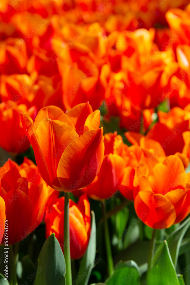 Field of tulip flowers in Gulhane park (Istanbul, Turkey) in springtime. Nature floral backgound. Orange and butterscotch colour. Vertical, close up view Field of tulip flowers in Gulhane park (Istanbul, Turkey) in springtime. Nature floral backgound. Orange and butterscotch colour. Vertical, close up view