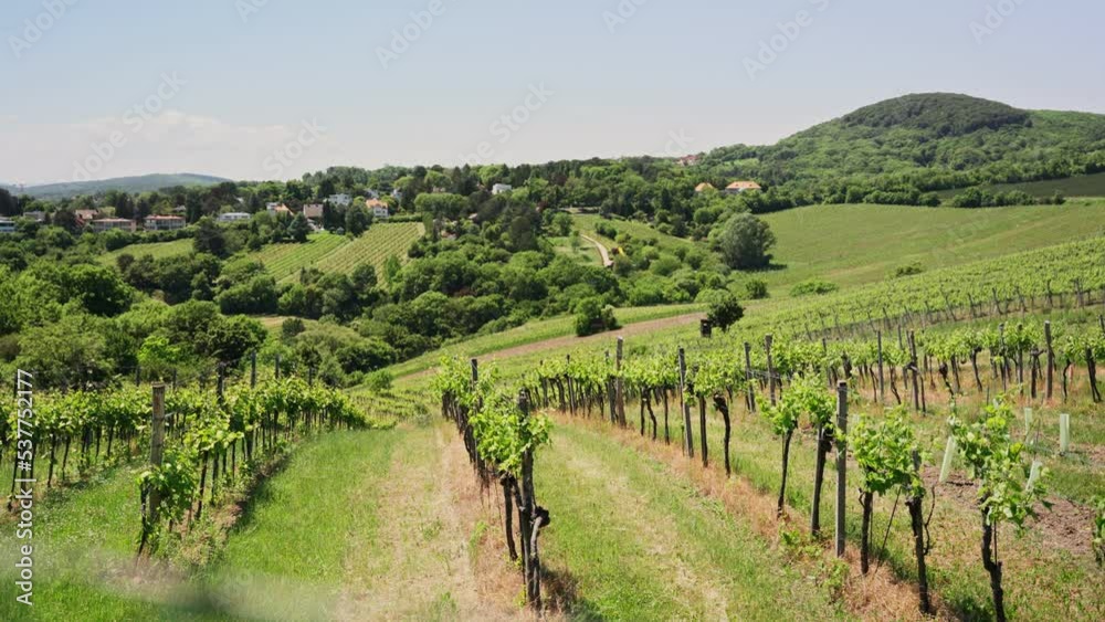 Rows of grape vines for wine making in urban wine region of Vienna, Austria. Famous vineyards on hills overlooking the beautiful city of Vienna. Grapes cultivating in the spring sun before harvest Rows of grape vines for wine making in urban wine region of Vienna, Austria. Famous vineyards on hills overlooking the beautiful city of Vienna. Grapes cultivating in the spring sun before harvest