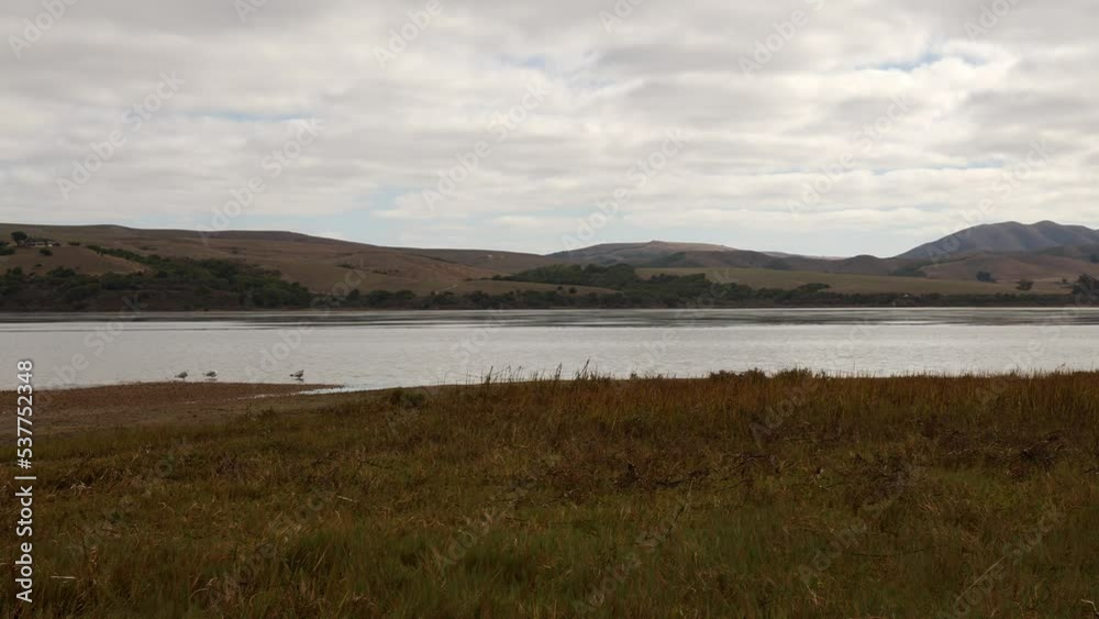 Panning shot of Tomales Bay on a cloudy day with a marsh in the foreground, seagulls bathing and brown hills in back. Panning shot of Tomales Bay on a cloudy day with a marsh in the foreground, seagulls bathing and brown hills in back.