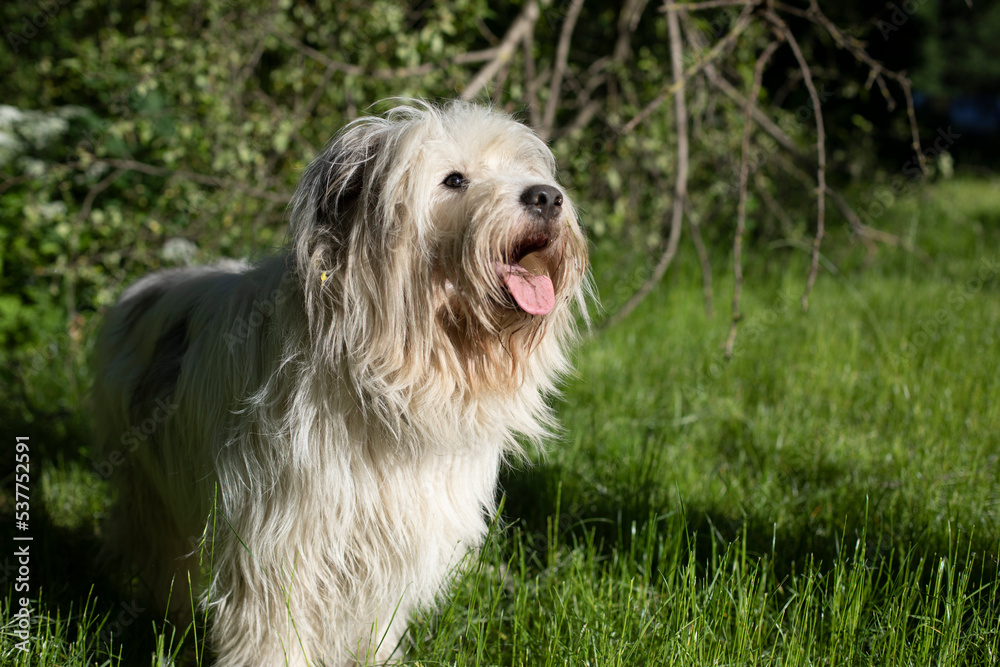 Dog with white coat. Pet in summer. Lots of long hair. Animal on walk.