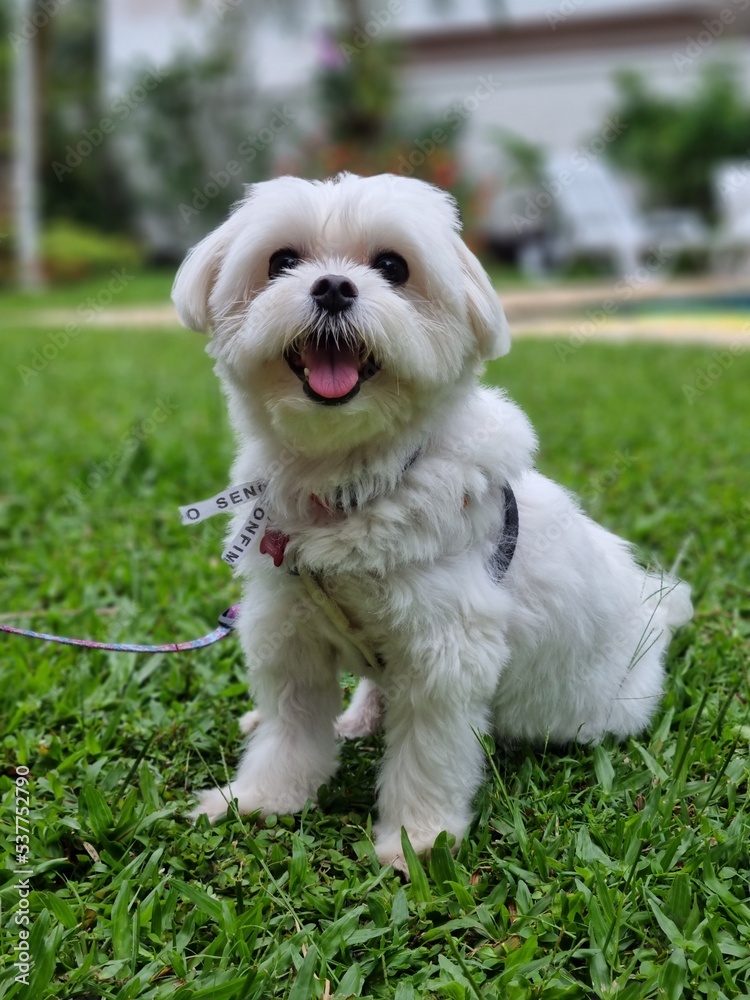 white miniature schnauzer puppy