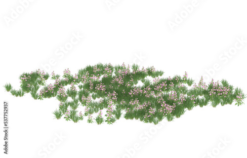Field of flowers on transparent background. 3d rendering - illustration