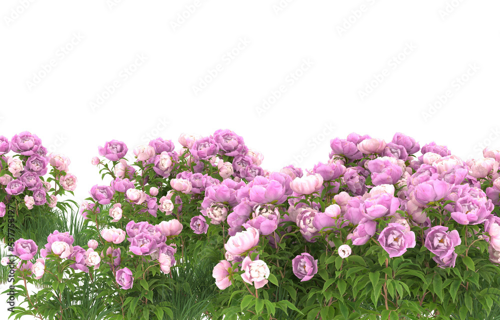 Field of flowers on transparent background. 3d rendering - illustration Field of flowers on transparent background. 3d rendering - illustration