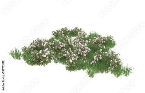 Fototapeta Naklejka Na Ścianę i Meble -  Field of flowers on transparent background. 3d rendering - illustration