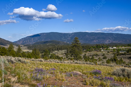Lupine Bloom in Cuddy Valley, Kern County photo