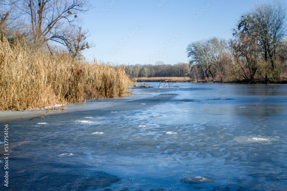 Dry reeds frozen in ice. Evening light. Natural background. Dry reeds frozen in ice. Evening light. Natural background.