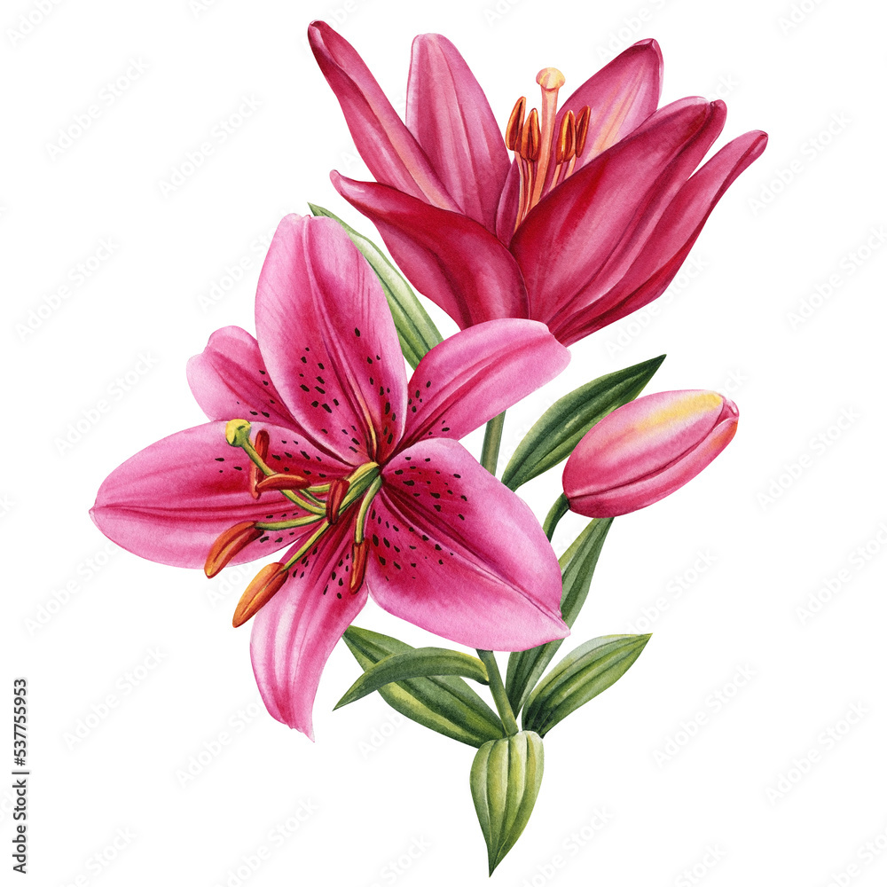 Elegant lilies, flowers on isolated white background, watercolor illustration, greeting card