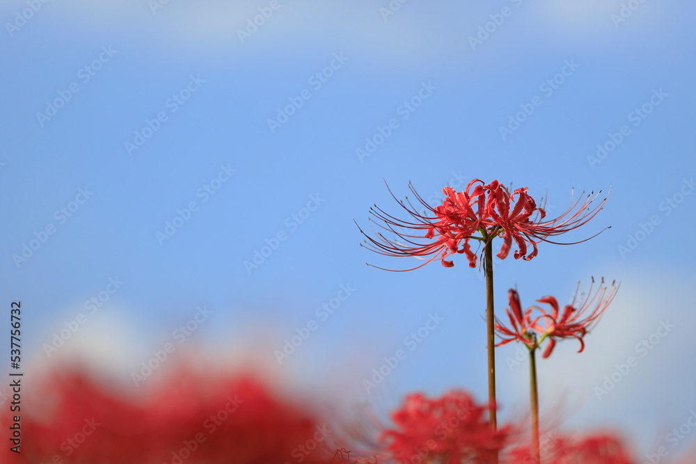 彼岸花 彼岸花