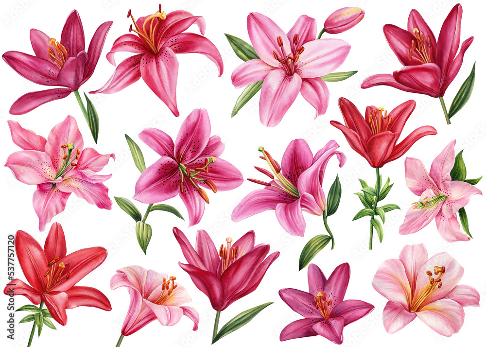 Watercolor set pink lilies. Delicate lili flowers on a white background. Flora for wedding invitations, greeting cards