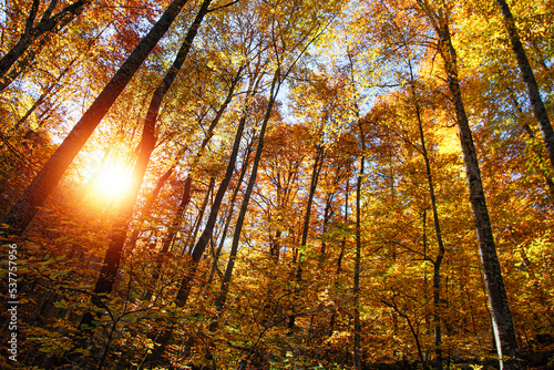 sun rays in the forest © yakupyener