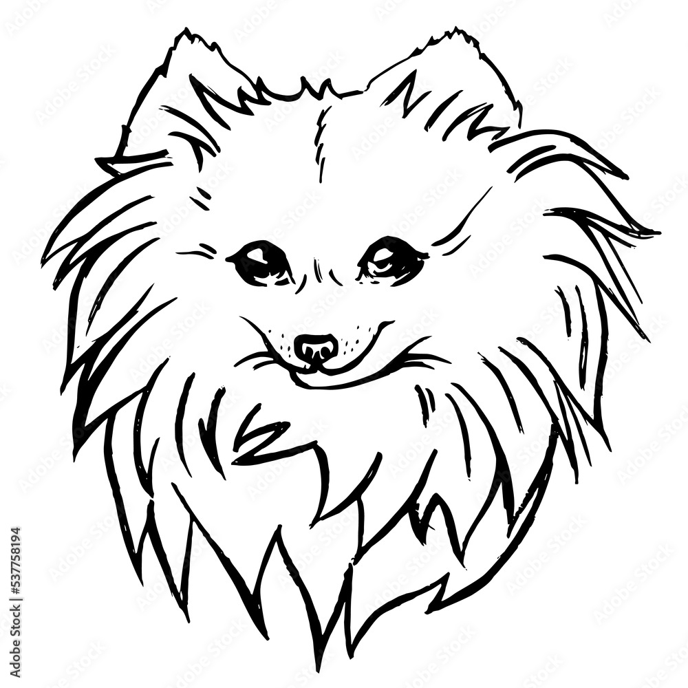 Vector illustration of a sketch of a pomeranian dog. Graphic drawing by line, drawing by hand. Vector illustration of a sketch of a pomeranian dog. Graphic drawing by line, drawing by hand.