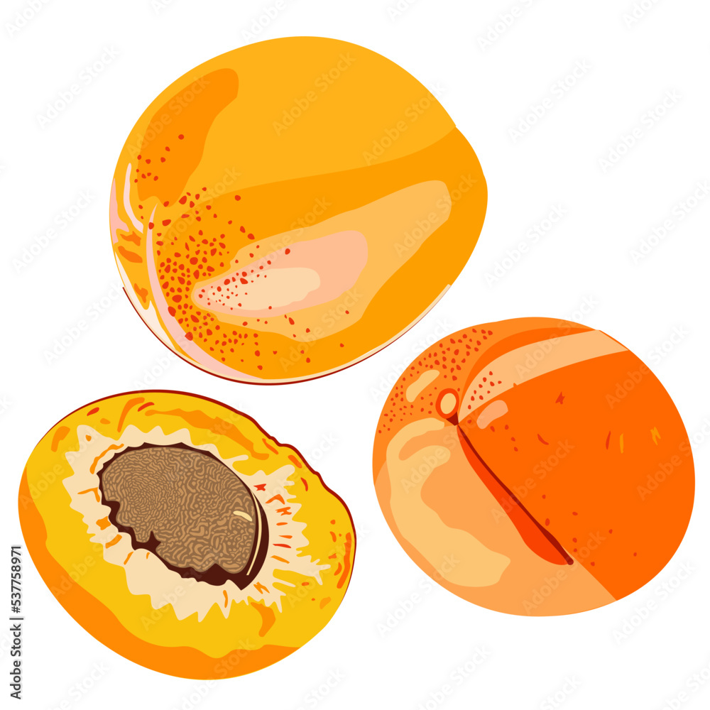Vector bright illustration of whole apricots and a half isolated on white background. Vector bright illustration of whole apricots and a half isolated on white background.
